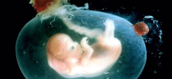 El embrión humano como viviente