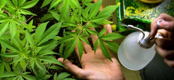 ¿Qué hacemos con la marihuana? ¿Qué hacemos con la marihuana?