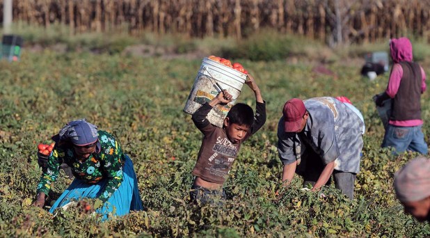 Trabajo infantil y explotación laboral: cruda realidad en México