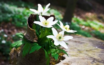 Tiempo de renovación y redención