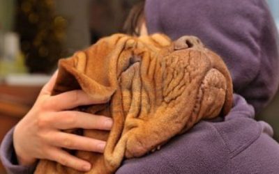 «Dignidad» canina y Dignidad humana