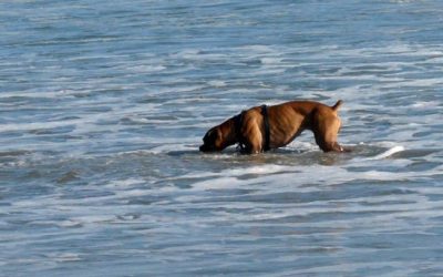 Pinceladas: La lección de un perro