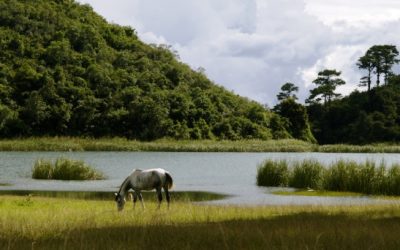 Conversión ecológica