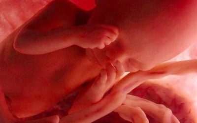 Sobre la humanidad del embrión y el aborto