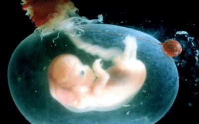 Proteger al hijo antes de nacer