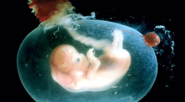 El embrión humano como viviente