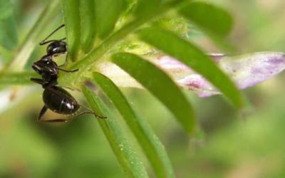 La hormiga aprendió a cantar