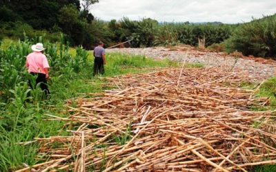 Ante tanta corrupción