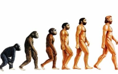 La evolución, ¿decide algo?