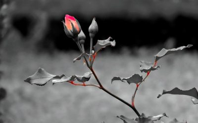 Salmos ante la mentira, la corrupción y la injusticia: Feliz será (Sal. 1)