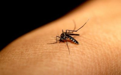 Chikunguña y los gobiernos de Chiapas y Veracruz