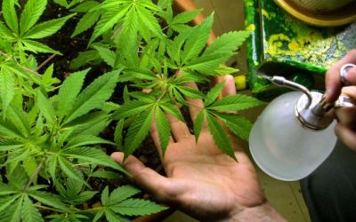 Marihuana esclavizante