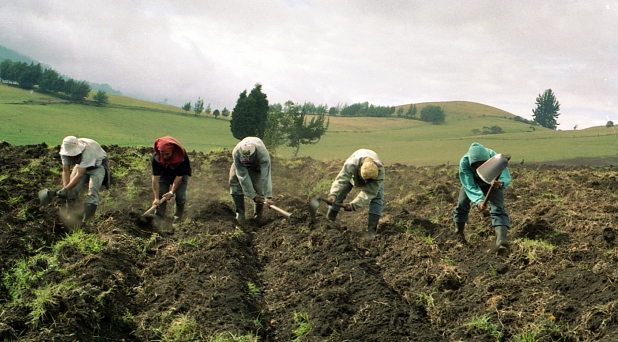 Papa pide orar por los agricultores para que reciban una remuneración justa