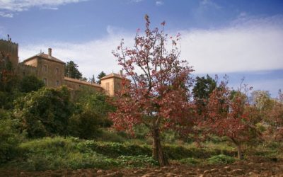 20 años después, abrirán Monasterio de los trapenses asesinados en Argelia