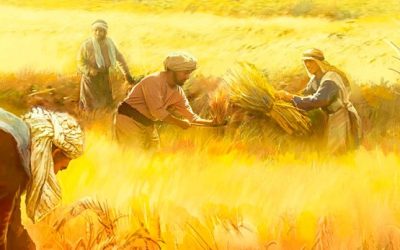 Ser «trigo» y no «cizaña»