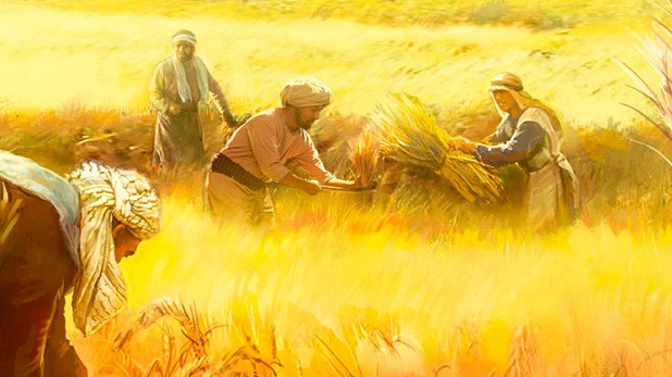 Ser «trigo» y no «cizaña»