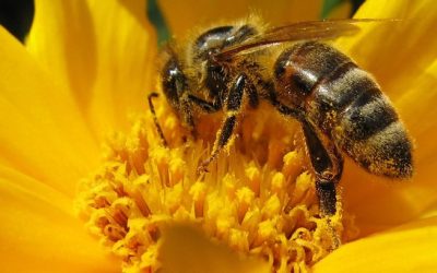 U Yits Ka’an y el Códice Madrid