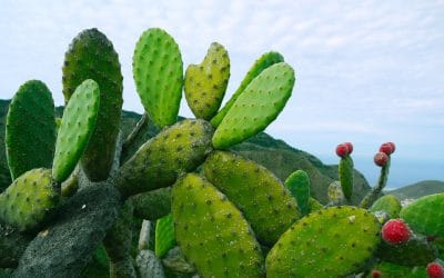 El mexicano que combate la pobreza en África con ayuda del nopal