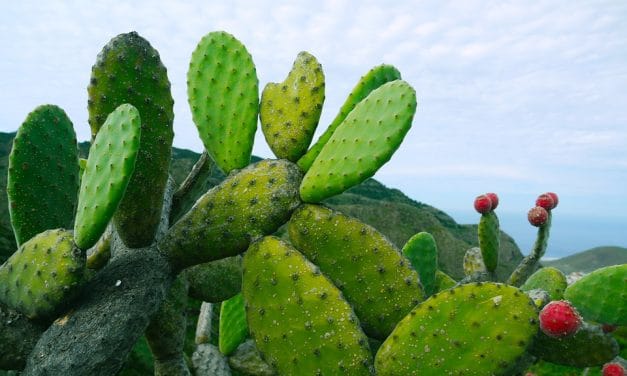 El mexicano que combate la pobreza en África con ayuda del nopal