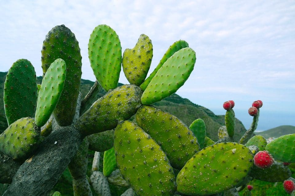 El mexicano que combate la pobreza en África con ayuda del nopal