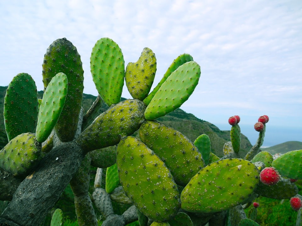 el-mexicano-que-combate-la-pobreza-en-frica-con-ayuda-del-nopal-el