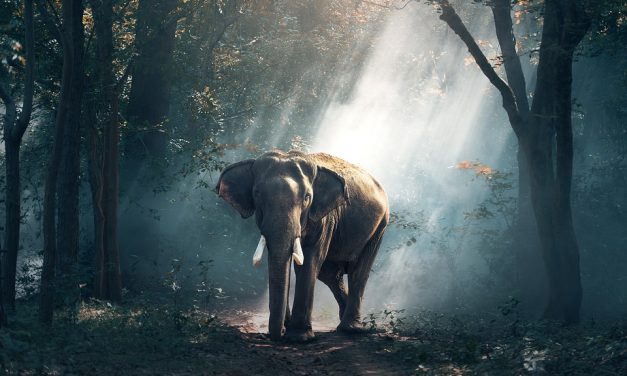Desplazamientos de animales y medioambiente