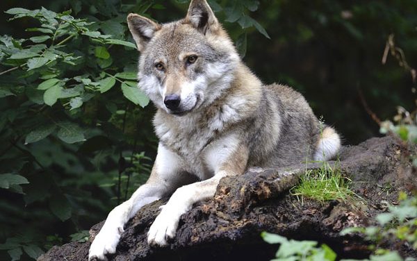 «Los motivos del lobo»