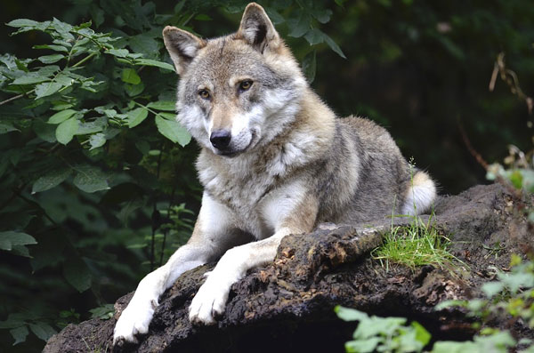 «Los motivos del lobo»