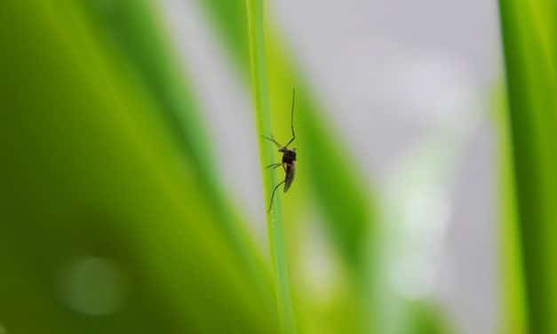 El insecto que dio inicio a su gran aventura