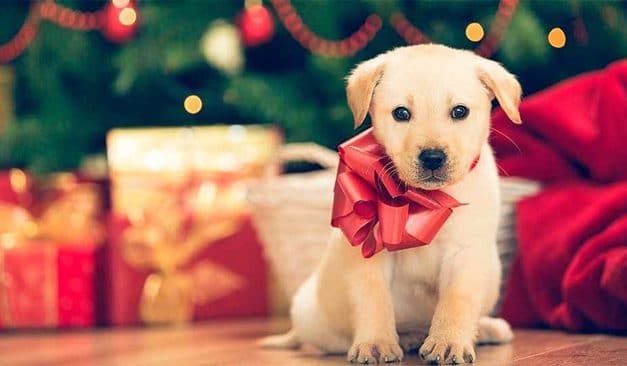 Sugerencia: no regales mascotas