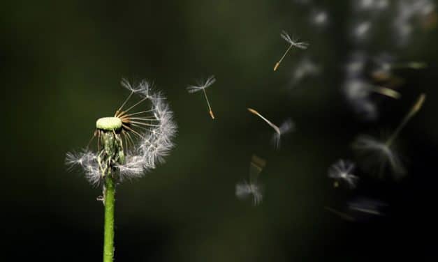 Una flor muy frágil
