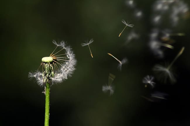 Una flor muy frágil