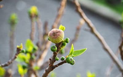 El higo y el obús