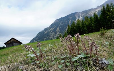 La conciencia como un centinela interior