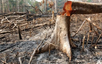 «Amazonizar» al mundo