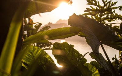 ¿Un gigante tocado de muerte?