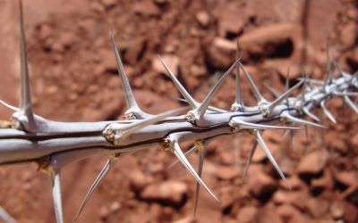 Un «modo de vivir» cuajado de espinas