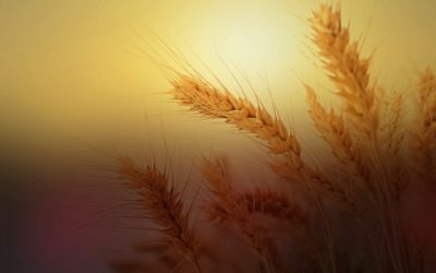 Cristo, el primer grano de trigo