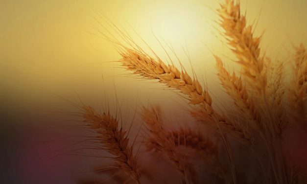 Cristo, el primer grano de trigo