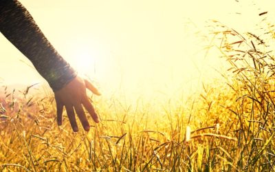 Urge que vuelva la paz al mundo