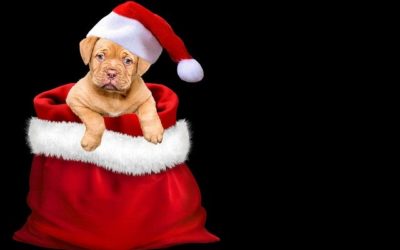 Una mascota, un regalo que cuesta