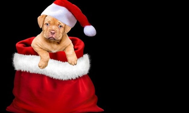 Una mascota, un regalo que cuesta