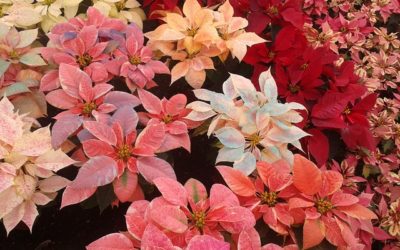 El Adviento y la Navidad ¿Cómo está la cosa en México?