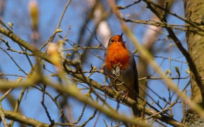 Conservar el ambiente del planeta