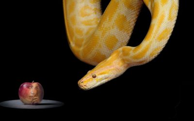 Así actúa el gran Tentador