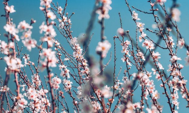 La flor del almendro