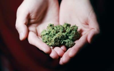 ¿Regulación de la marihuana?