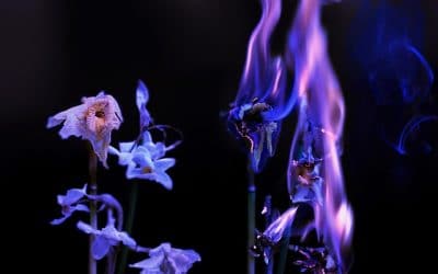 La purificación interior del Templo