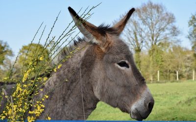 Un burro en lugar de un caballo : Domingo de Ramos