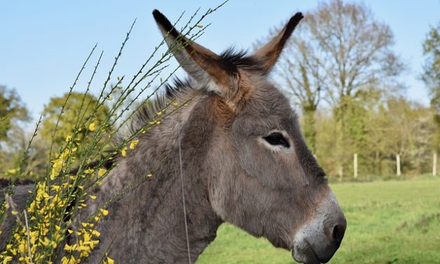 Un burro en lugar de un caballo : Domingo de Ramos